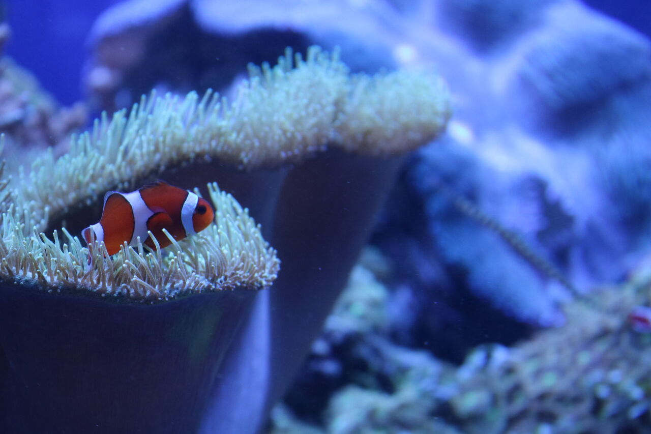 名古屋港水族館のオオシャコガイ水槽にいるオイランヨウジ 主食は水族館です