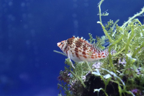 名古屋港水族館 南館水槽-7