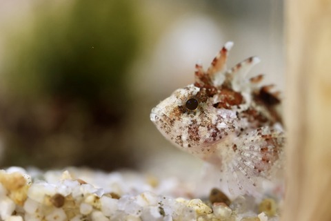 くにみクラゲ公民館-19