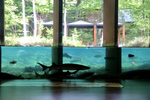 山梨県立富士湧水の里水族館 森の中の水族館-38