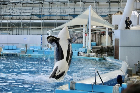 名古屋港水族館 リン 公開トレーニング-46