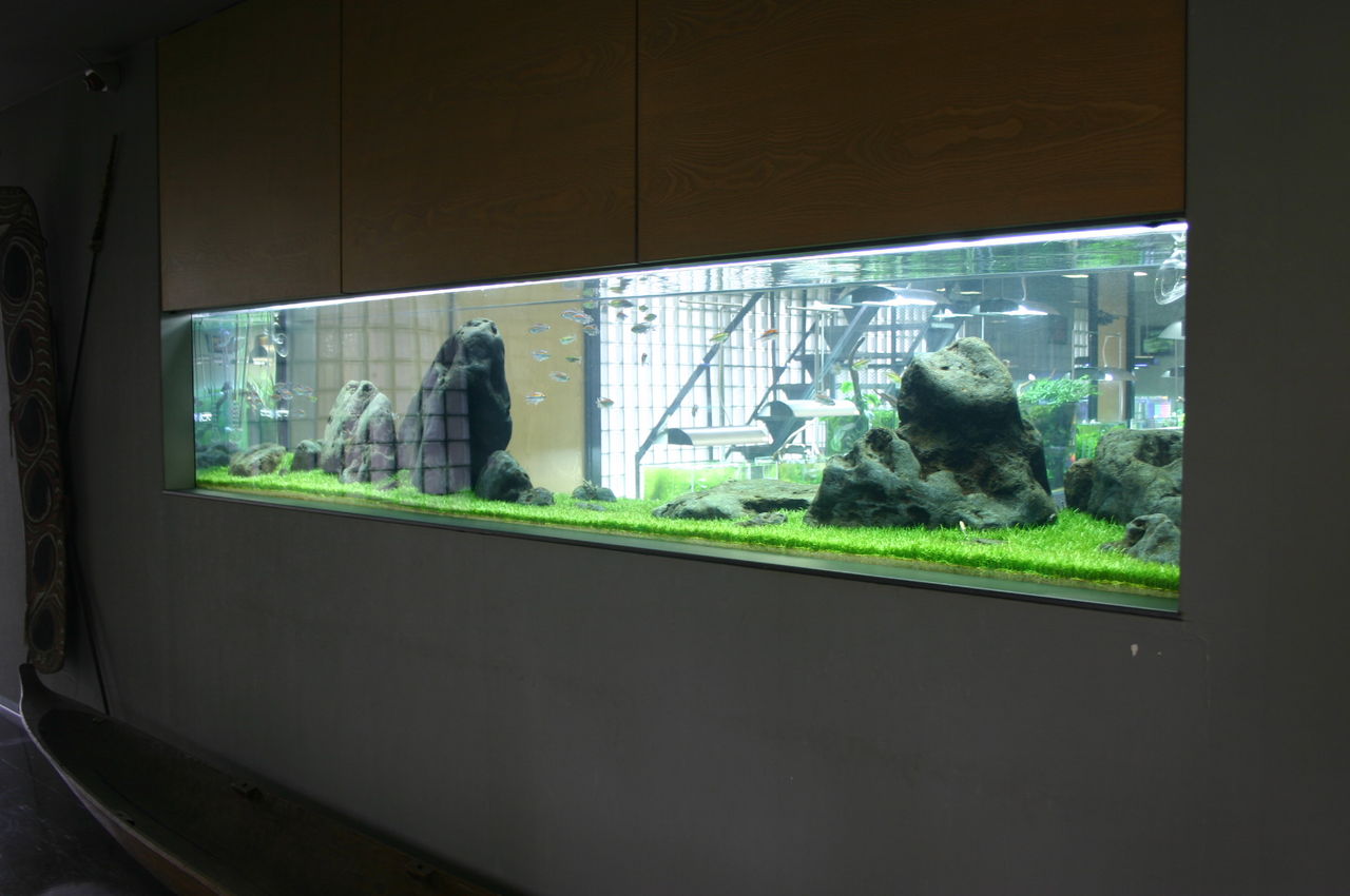 新潟県 Adaネイチャーアクアリウム ギャラリー 主食は水族館です