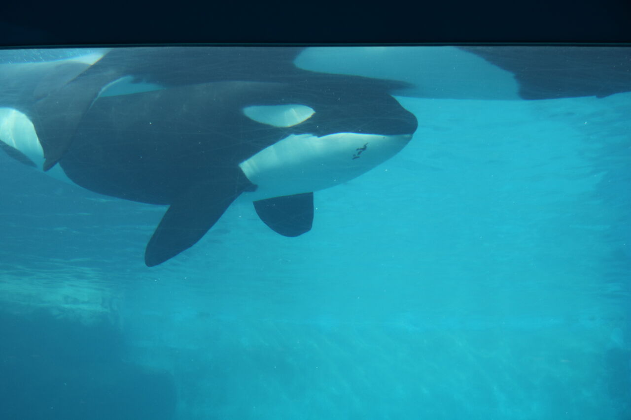 名古屋港水族館 シャチの公開トレーニング 21年2月 主食は水族館です 名古屋港水族館 シャチの公開トレーニング 21年2月 主食は水族館です