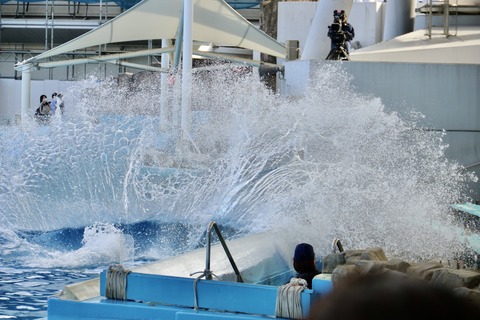名古屋港水族館 リン 公開トレーニング-49