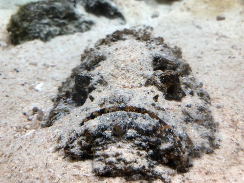 鹿児島水族館 いおワールド-7