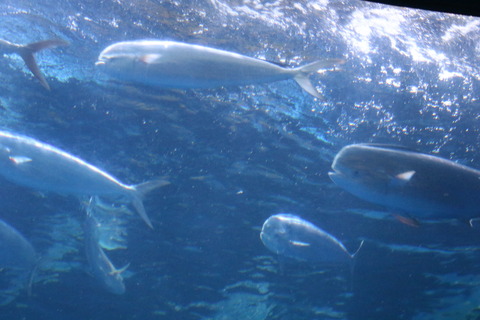 名古屋港水族館 シイラ-7