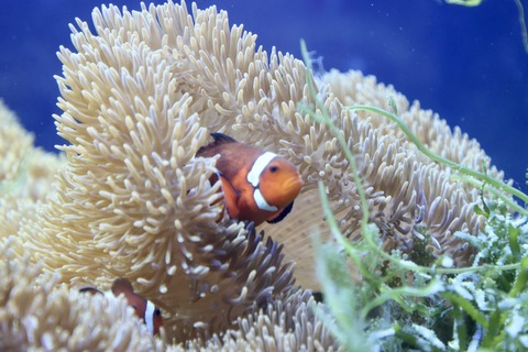 名古屋港水族館 南館水槽-3