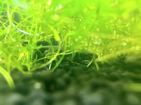 草津市立水生植物公園 みずの森イモリ-2