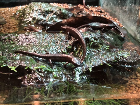 葛西臨海水族園 アカハライモリ水槽-2