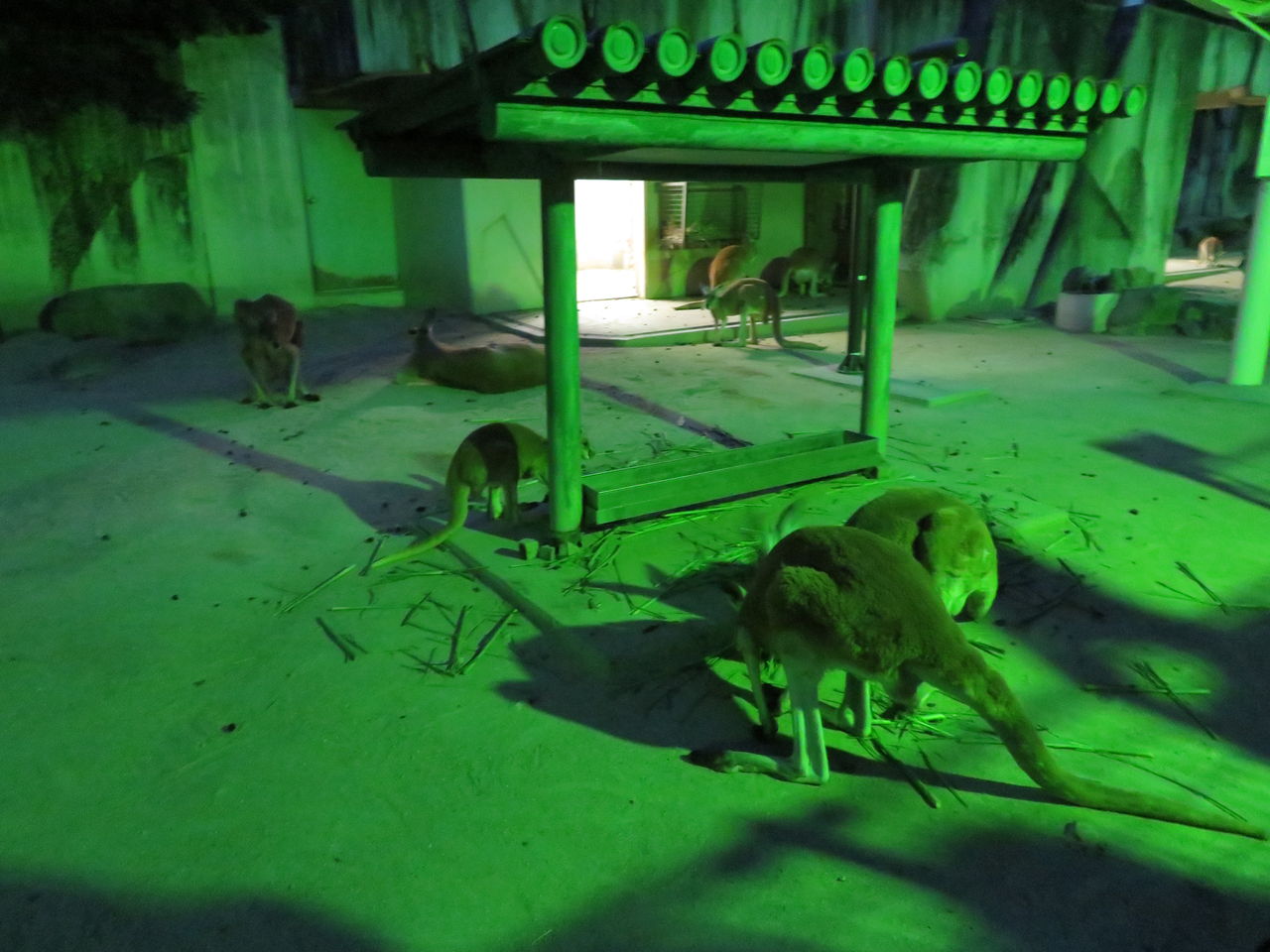 東山動物園ナイトズー 17 に行ってきました 主食は水族館です 東山動物園ナイトズー 17 に行ってきました 主食は水族館です
