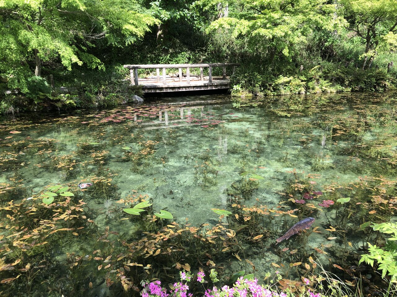 (岐阜県)モネの池 : 主食は水族館です