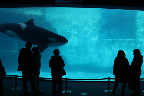 名古屋港水族館 シャチ2021-27