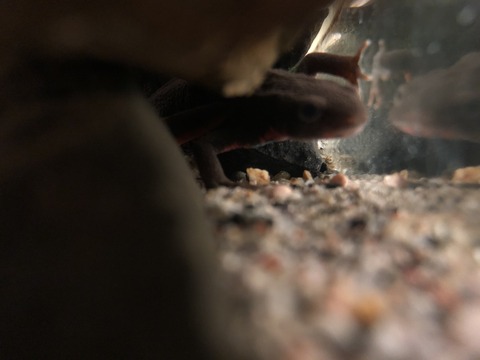 中池見 人と自然のふれあいの里-13