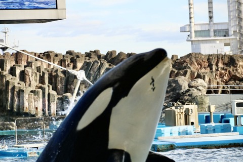 名古屋港水族館 リン 公開トレーニング-51