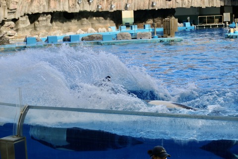 名古屋港水族館 リン 公開トレーニング-43