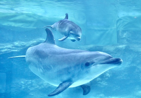 名古屋港 バンドウイルカ 赤ちゃん-9
