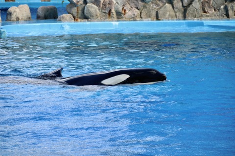 名古屋港水族館 リン 公開トレーニング-21