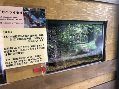 のんほいパークイモリ-2