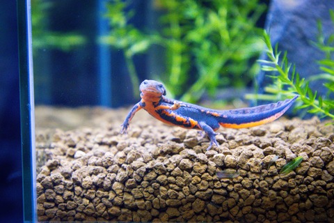 アクアトトぎふ アカハライモリの渥美種族-5