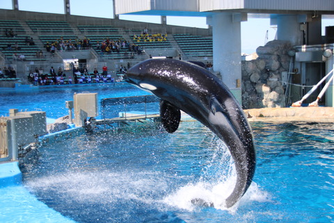 名古屋港シャチ-12