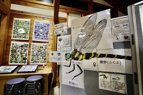 桶ケ谷沼ビジターセンター-14