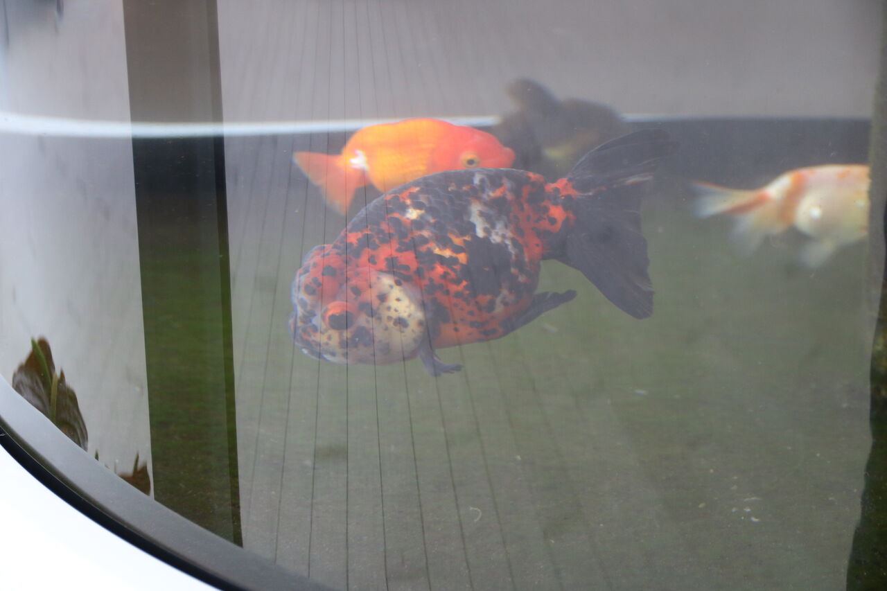 福島県 アクアマリンふくしま 金魚館 主食は水族館です