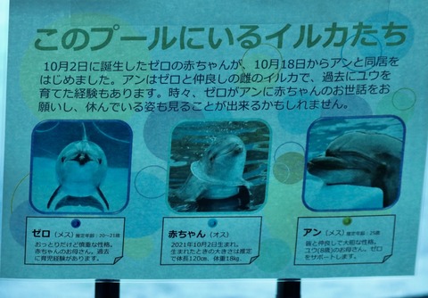 名古屋港 バンドウイルカ 赤ちゃん-3