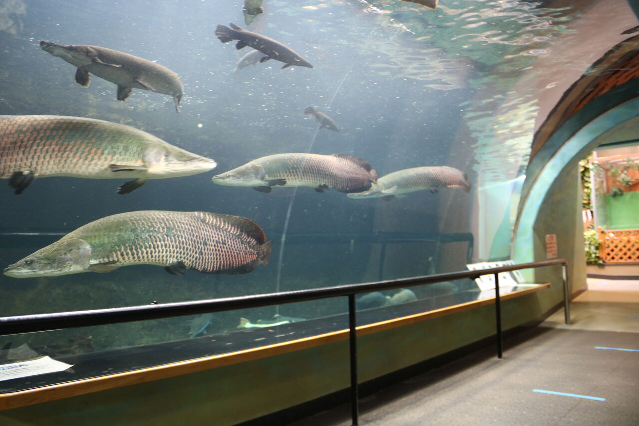愛媛県 虹の森公園 おさかな館 主食は水族館です