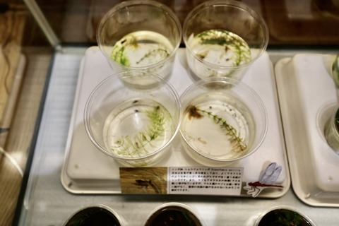 桶ケ谷沼ビジターセンター-12