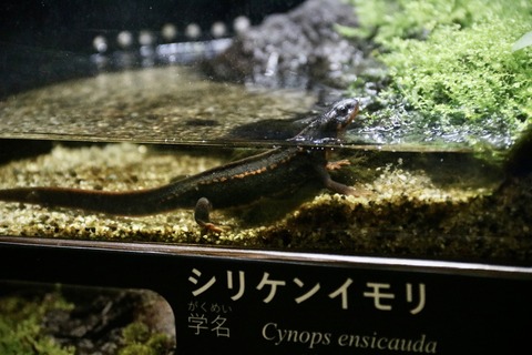 山梨県立富士湧水の里水族館 森の中の水族館-52