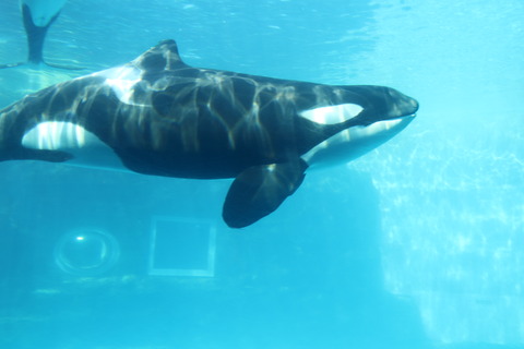 名古屋港水族館 シャチ2021-13