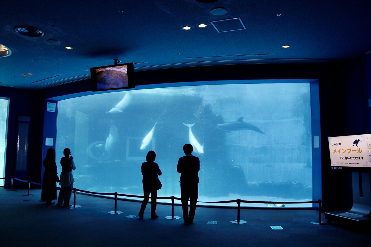 名古屋港水族館 シャチのアースの公開トレーニング 21年4月 主食は水族館です 名古屋港水族館 シャチのアースの公開トレーニング 21年4月 主食は水族館です