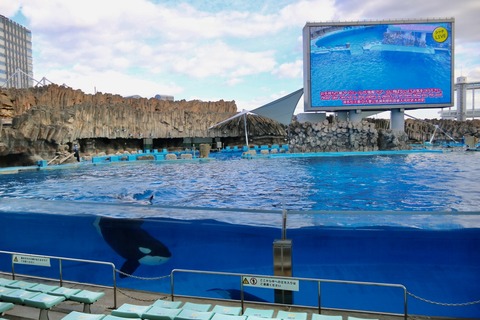 名古屋港水族館 リン 公開トレーニング-19