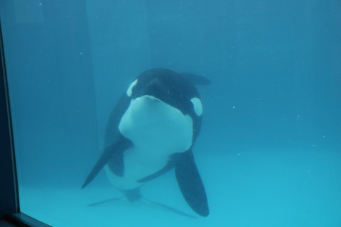 名古屋港水族館 シャチ2021-10