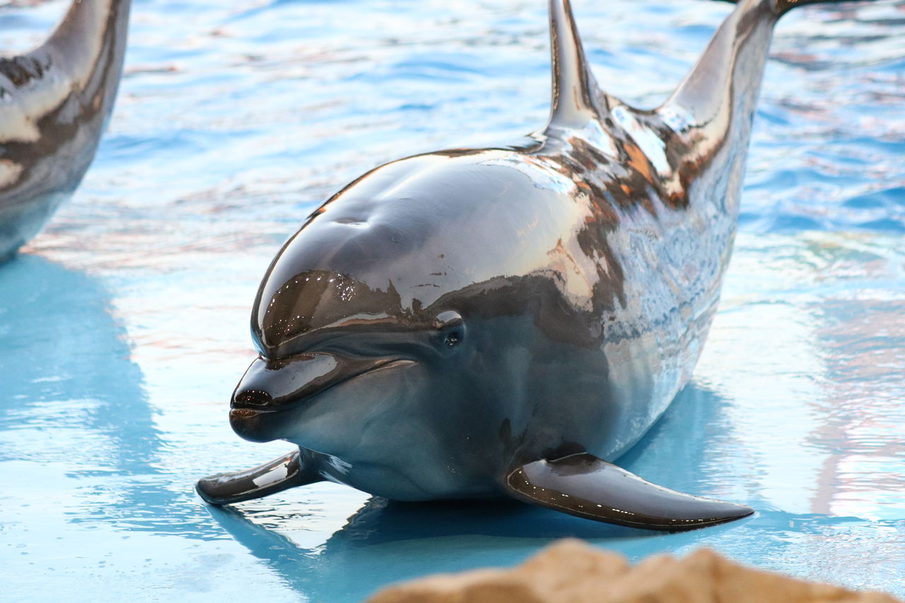 名古屋港 バンドウイルカ カマイルカショー 主食は水族館です