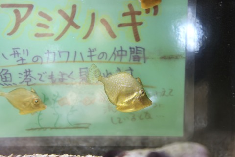 くにみクラゲ公民館-17