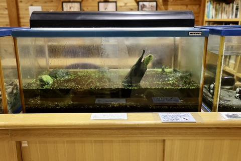 桶ケ谷沼ビジターセンター-8