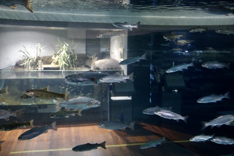 山梨県立富士湧水の里水族館 森の中の水族館-25