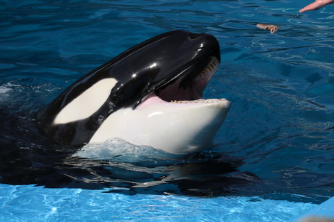 名古屋港水族館 シャチ2021-30