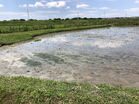 油ヶ淵水辺公園-12