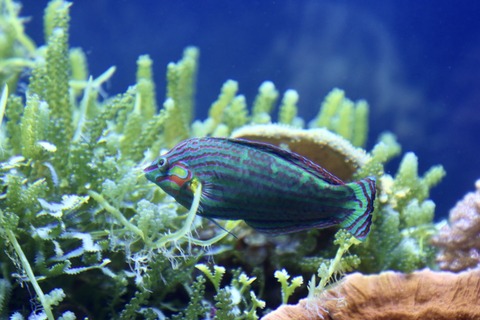 名古屋港水族館 南館水槽-11