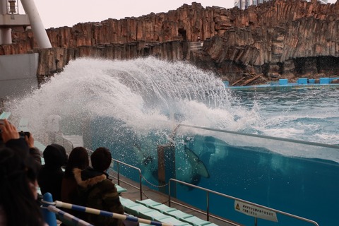 名古屋港シャチのリン公開トレーニング-11