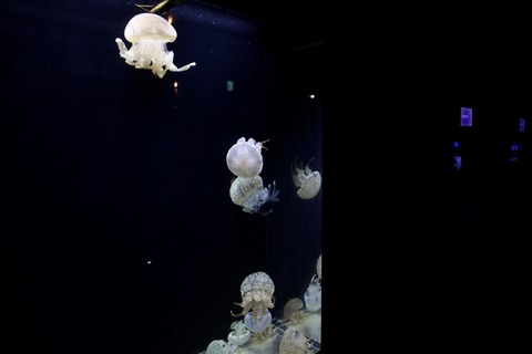 くにみクラゲ公民館-6