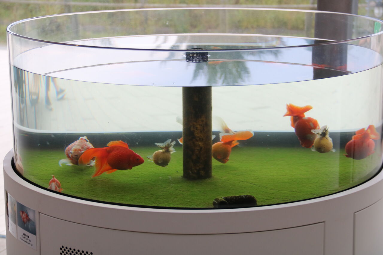 福島県 アクアマリンふくしま 金魚館 主食は水族館です