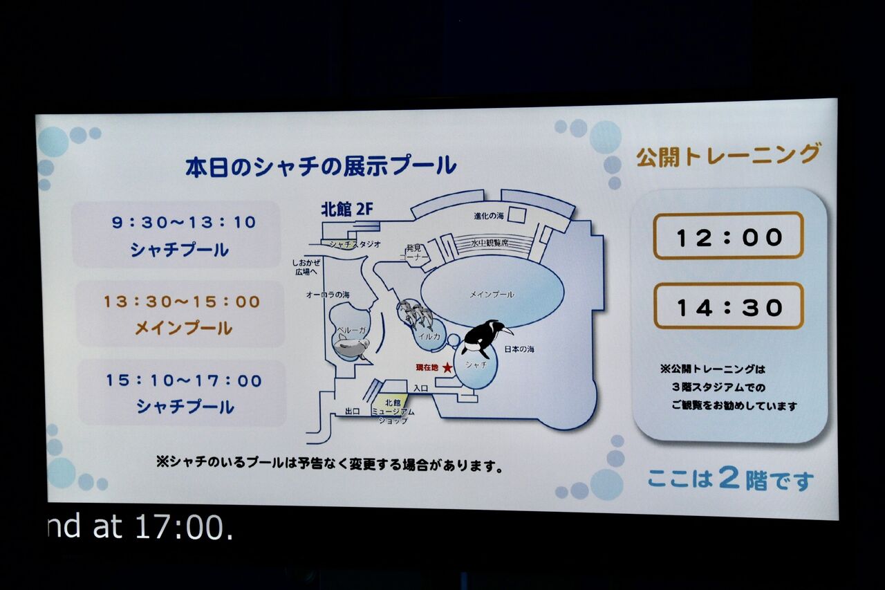 名古屋港水族館 シャチのアースの公開トレーニング 21年4月 主食は水族館です 名古屋港水族館 シャチのアースの公開トレーニング 21年4月 主食は水族館です