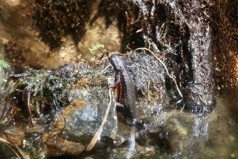 アクアトトのイモリ水槽-2