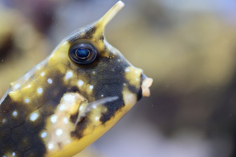 みなとやま水族館-21