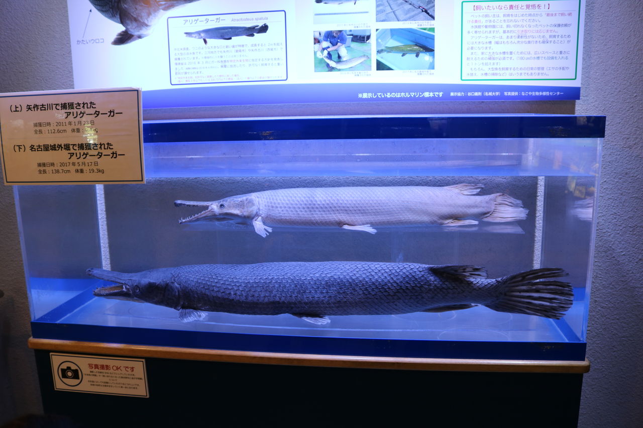 愛知県 碧南海浜水族館 主食は水族館です