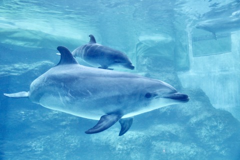 名古屋港 バンドウイルカ 赤ちゃん-10