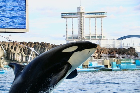 名古屋港水族館 リン 公開トレーニング-52